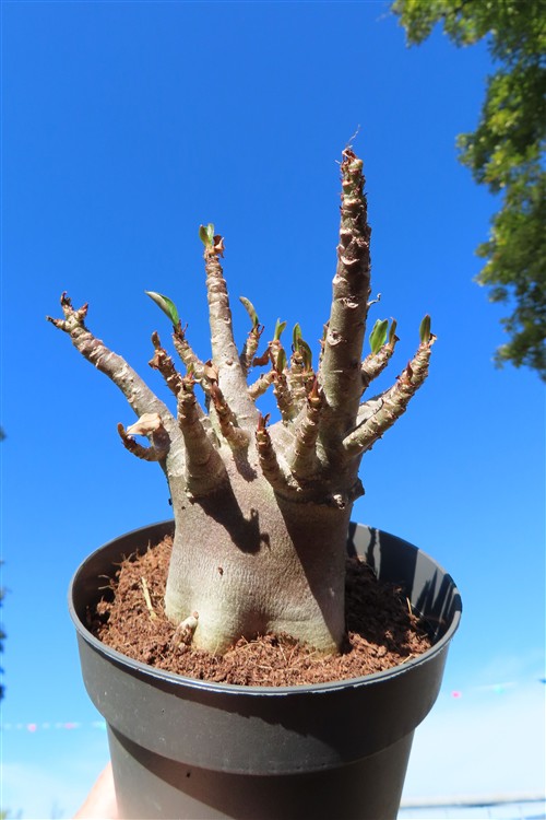 Adenium Baobab – Bild 3