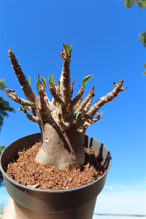 Adenium Baobab – Bild 4