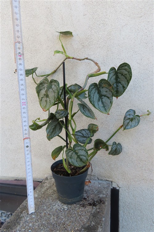 Philodendron brandtianum – Bild 2