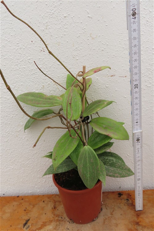 Hoya wibergiae – Bild 2