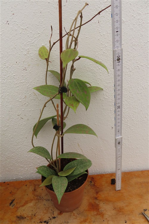 Hoya wibergiae – Bild 2