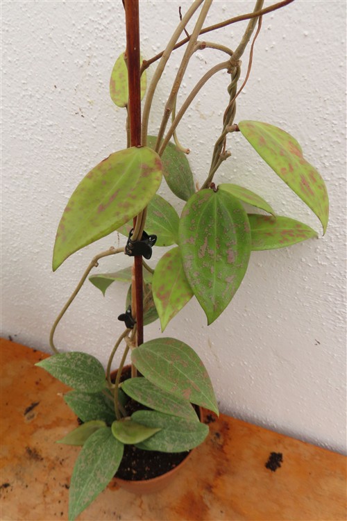 Hoya wibergiae – Bild 3