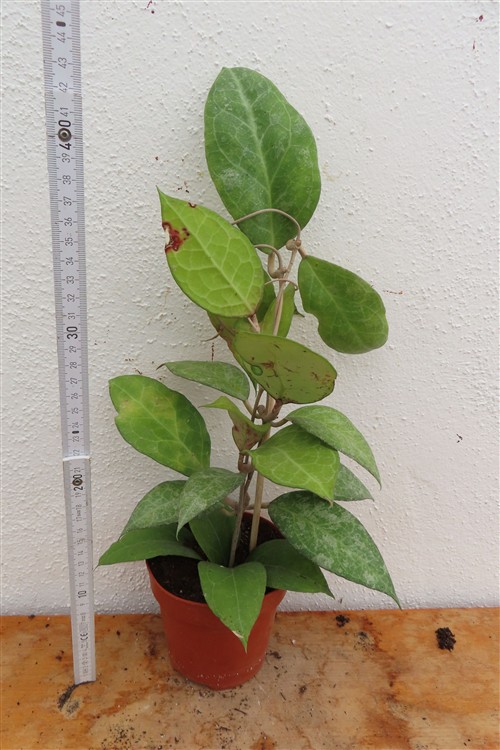 Hoya verticillata Wayang Splash – Bild 3