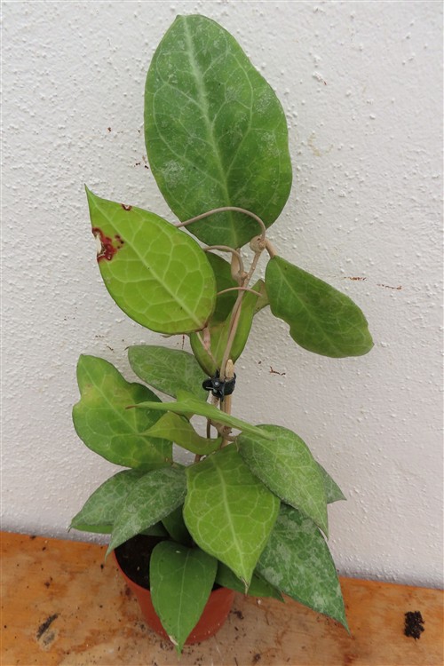 Hoya verticillata Wayang Splash – Bild 2