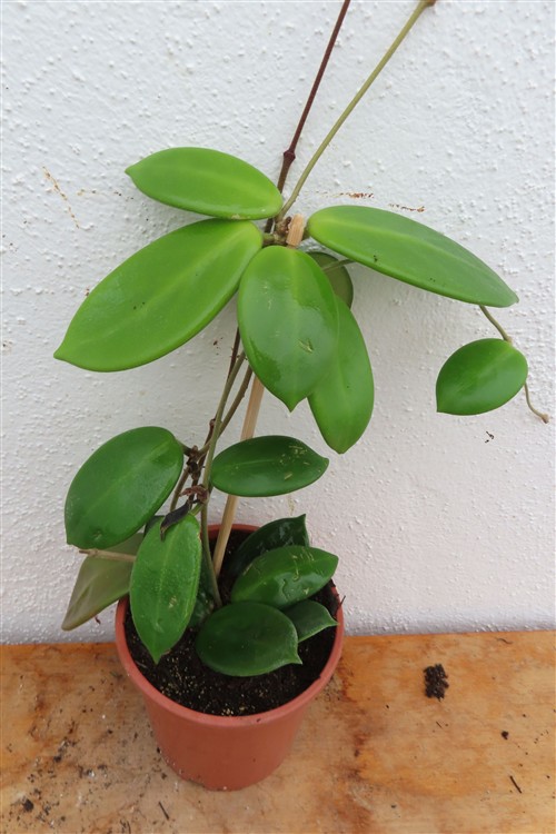 Hoya vangviengiensis – Bild 3