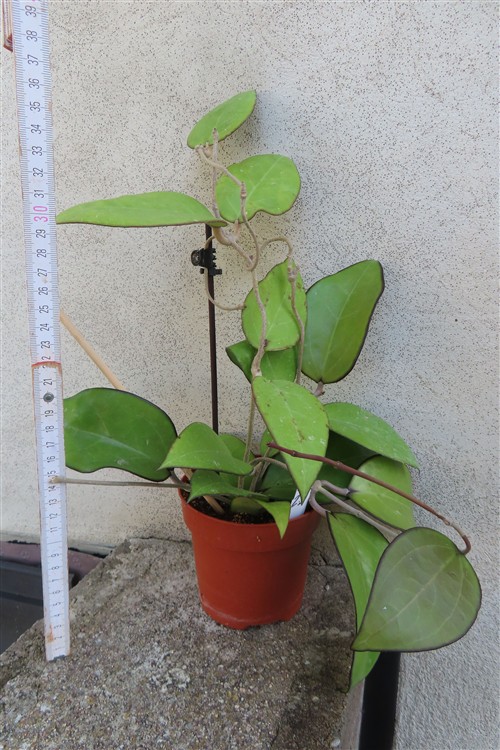 Hoya sp. Malang – Bild 2