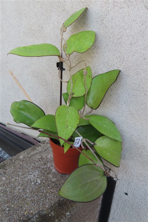 Hoya sp. Malang – Bild 3