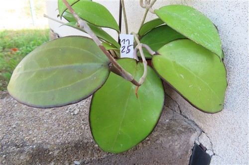Hoya sp. Malang – Bild 4