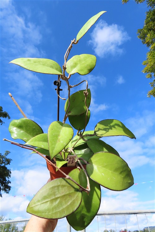 Hoya sp. Malang – Bild 5