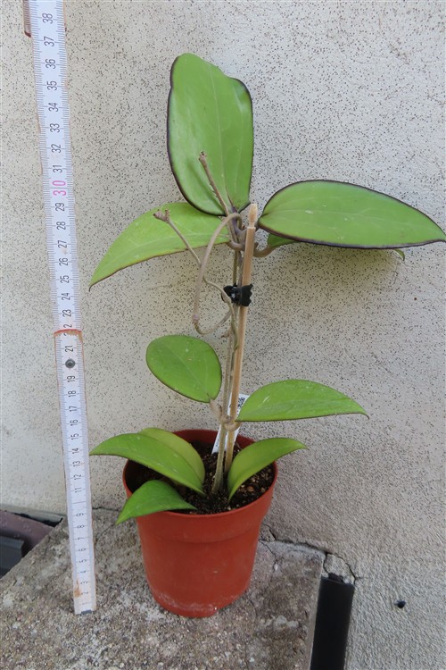 Hoya sp. Malang – Bild 2