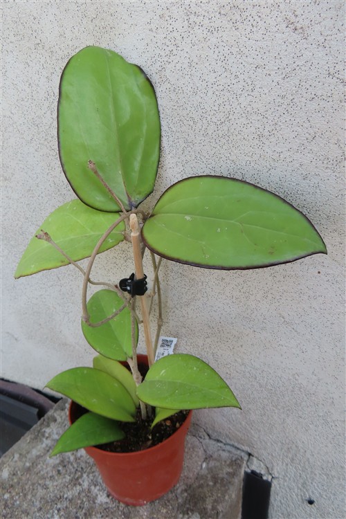 Hoya sp. Malang – Bild 3
