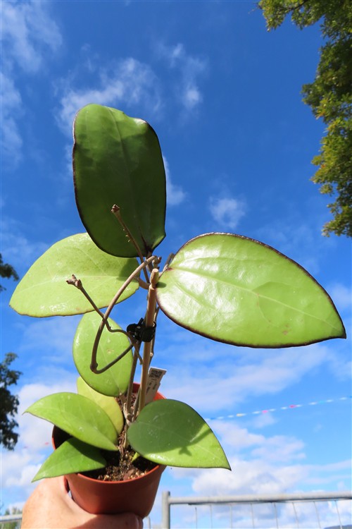Hoya sp. Malang – Bild 4
