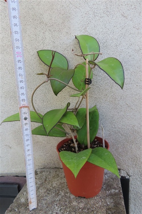 Hoya sp. Malang – Bild 2