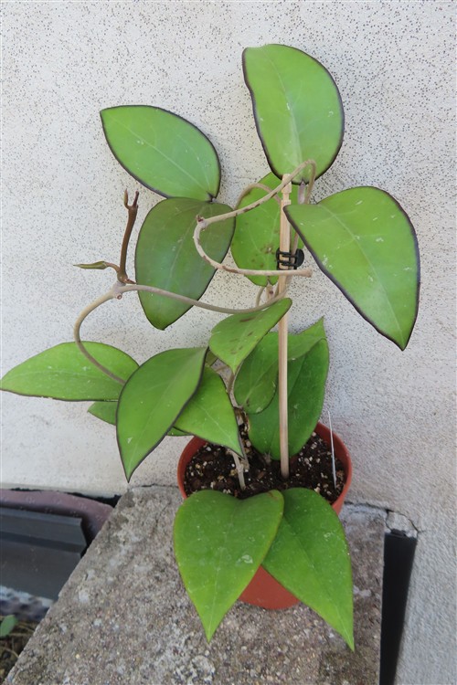 Hoya sp. Malang – Bild 3