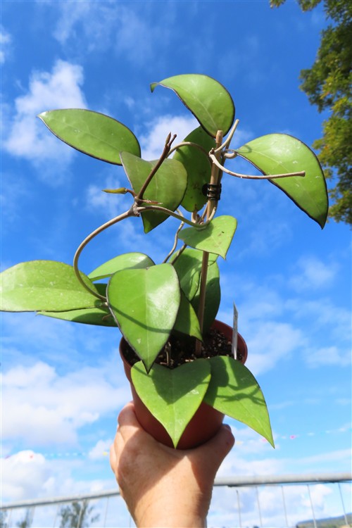 Hoya sp. Malang – Bild 4