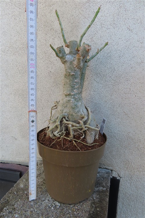 Adenium arabicum – Bild 2