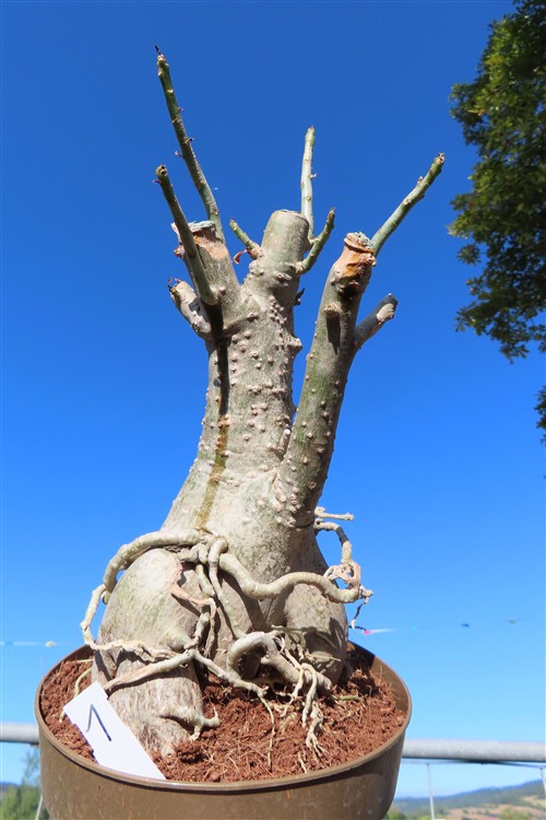 Adenium arabicum – Bild 3