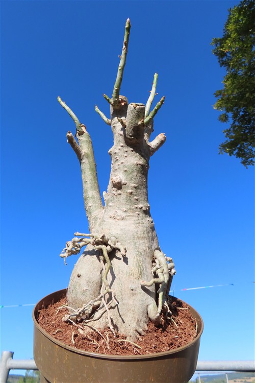 Adenium arabicum – Bild 5
