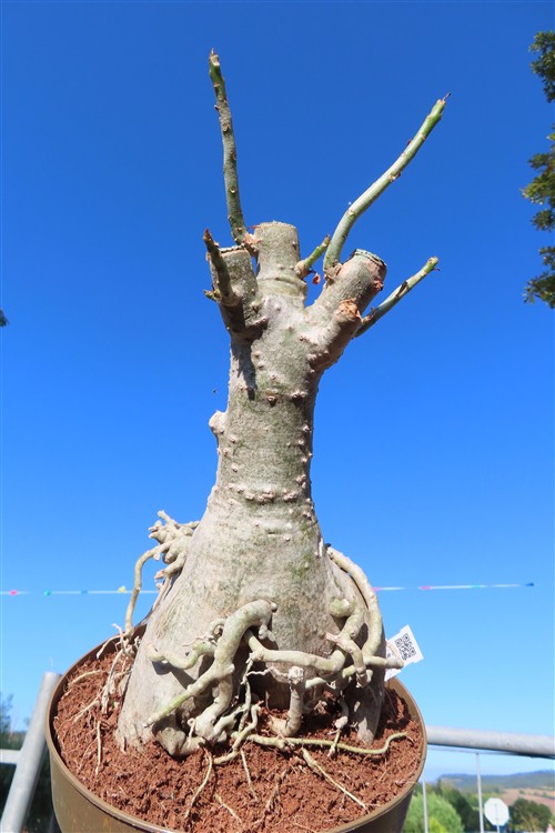 Adenium arabicum – Bild 6