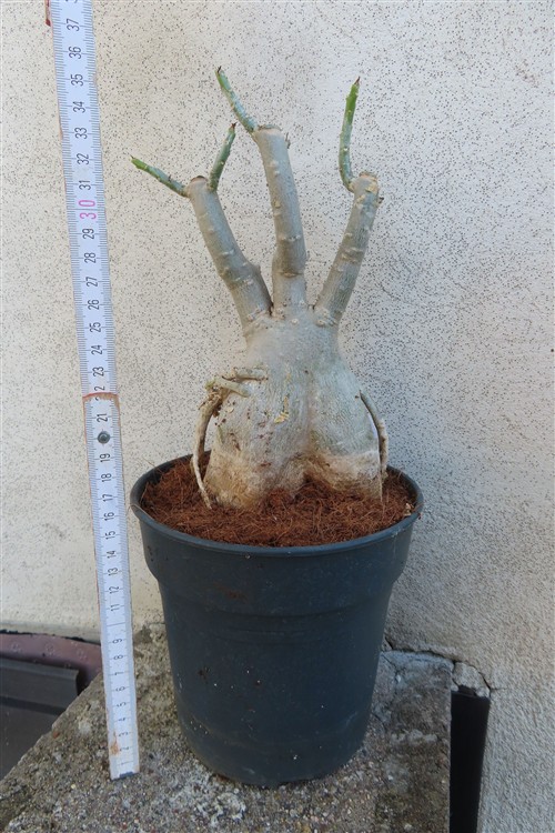 Adenium arabicum – Bild 2