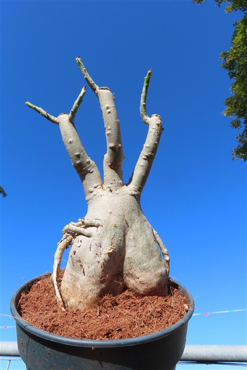 Adenium arabicum – Bild 3