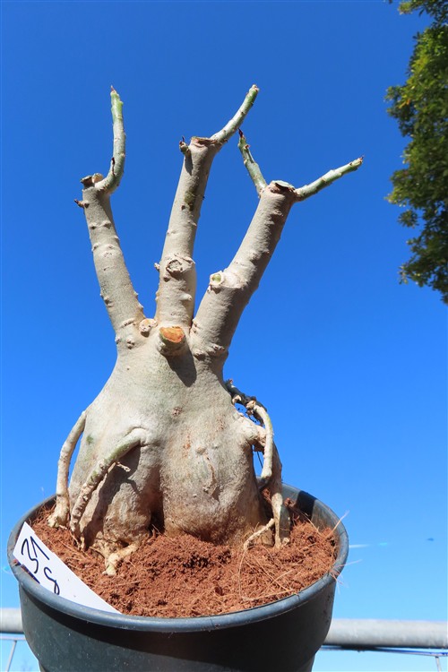 Adenium arabicum – Bild 4