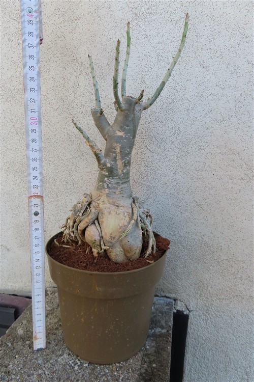Adenium arabicum – Bild 2
