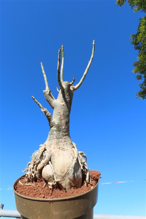 Adenium arabicum – Bild 3