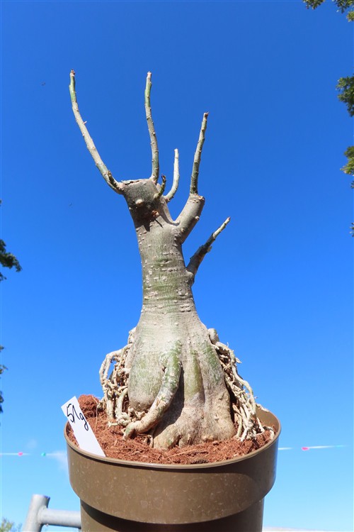 Adenium arabicum – Bild 4