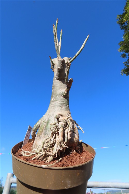 Adenium arabicum – Bild 5