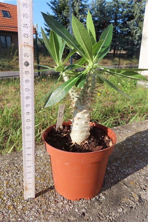Pachypodium densiflorum – Bild 2