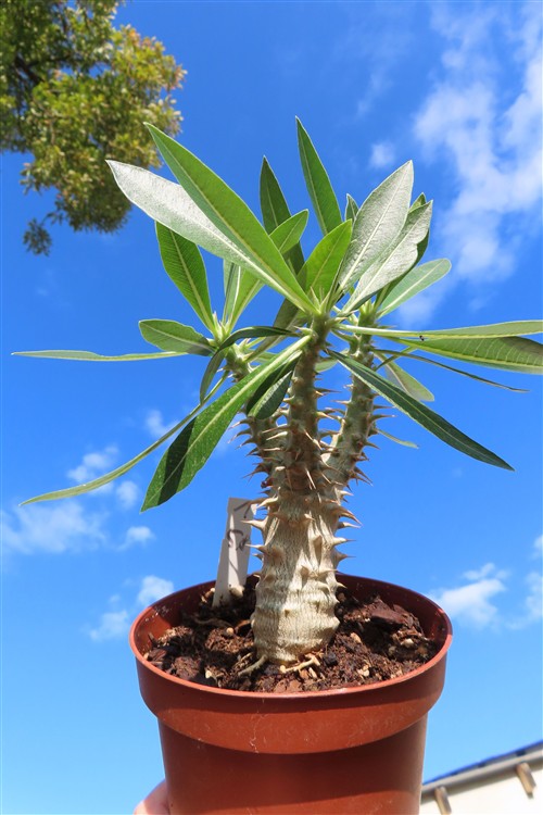 Pachypodium densiflorum – Bild 3
