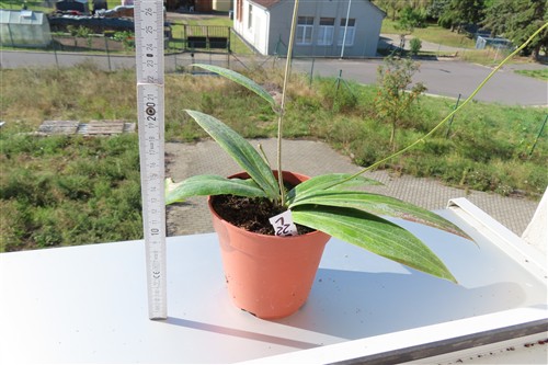 Hoya soligamiana – Bild 3
