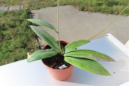 Hoya soligamiana – Bild 2