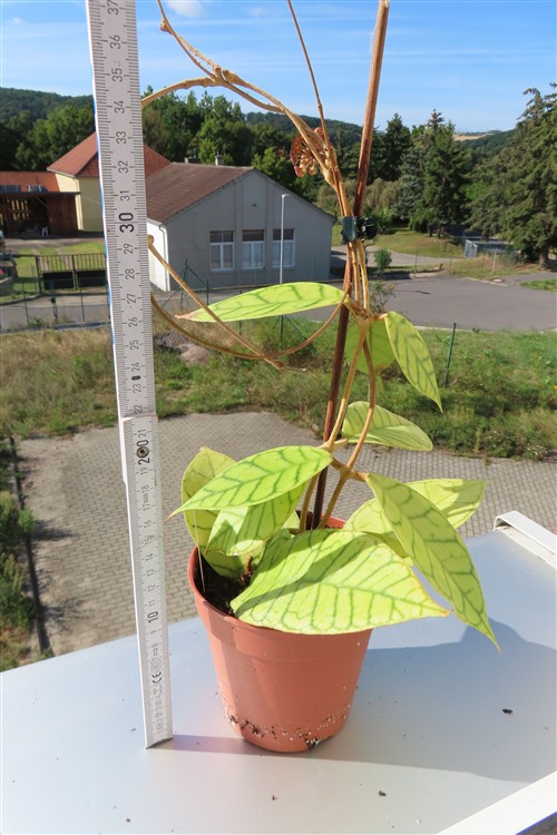Hoya callistophylla – Bild 2