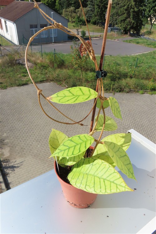 Hoya callistophylla – Bild 3