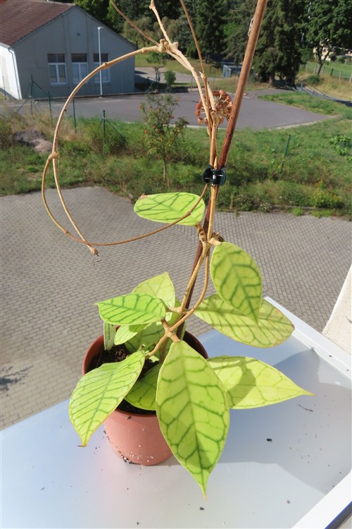 Hoya callistophylla – Bild 4
