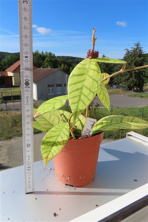 Hoya callistophylla – Bild 2