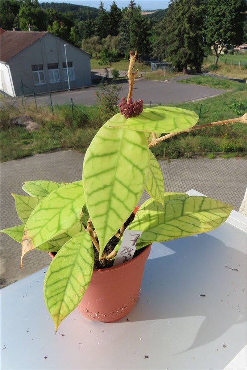 Hoya callistophylla – Bild 3