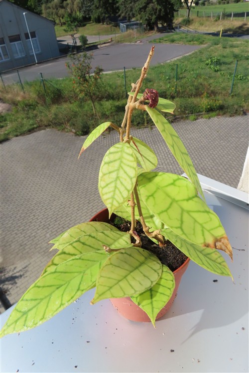 Hoya callistophylla – Bild 4