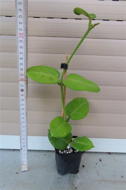 Hoya calycina stargazer – Bild 2