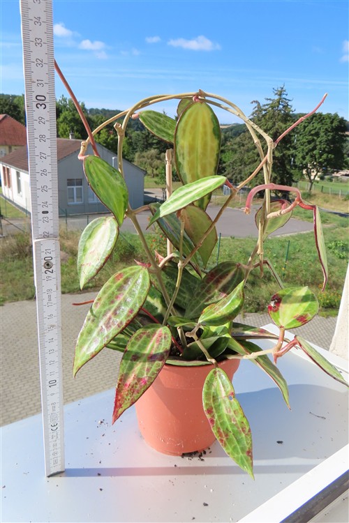 Hoya macrophylla pot of gold – Bild 2