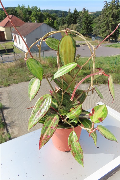 Hoya macrophylla pot of gold – Bild 3