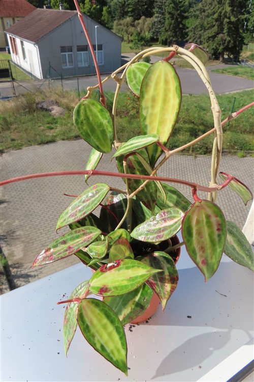 Hoya macrophylla pot of gold – Bild 4