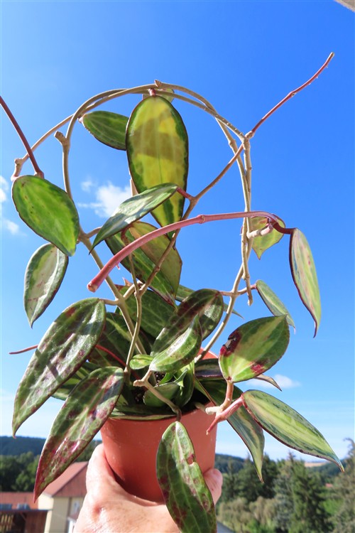Hoya macrophylla pot of gold – Bild 5