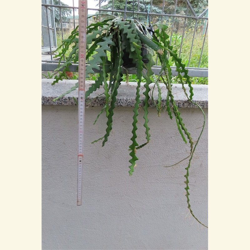Cryptocereus anthonyanus – Bild 2