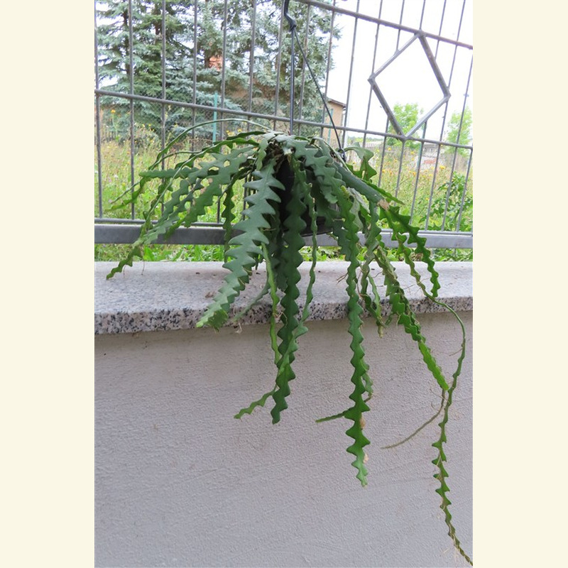 Cryptocereus anthonyanus – Bild 3