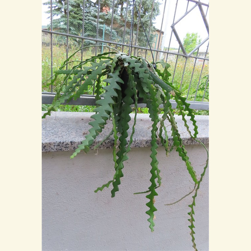 Cryptocereus anthonyanus – Bild 4