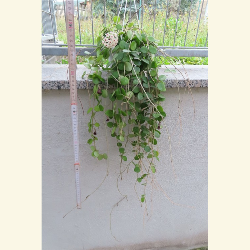 Hoya mathilde – Bild 2