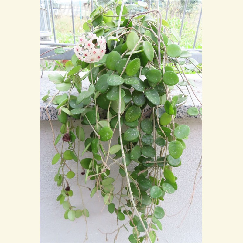 Hoya mathilde – Bild 4